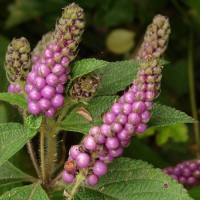 Lantana trifolia L.